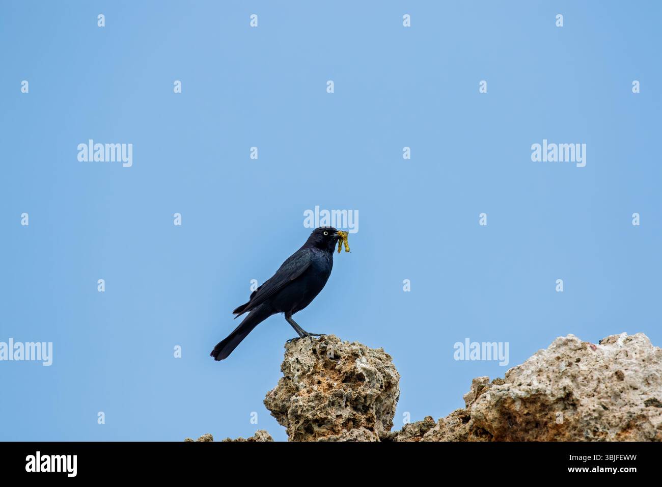 Euphagus cyanocephalus de Brewer's Blackbird avec un bec plein de chenilles perché sur une tour de tuf à Mono Lake California ; États-Unis Banque D'Images
