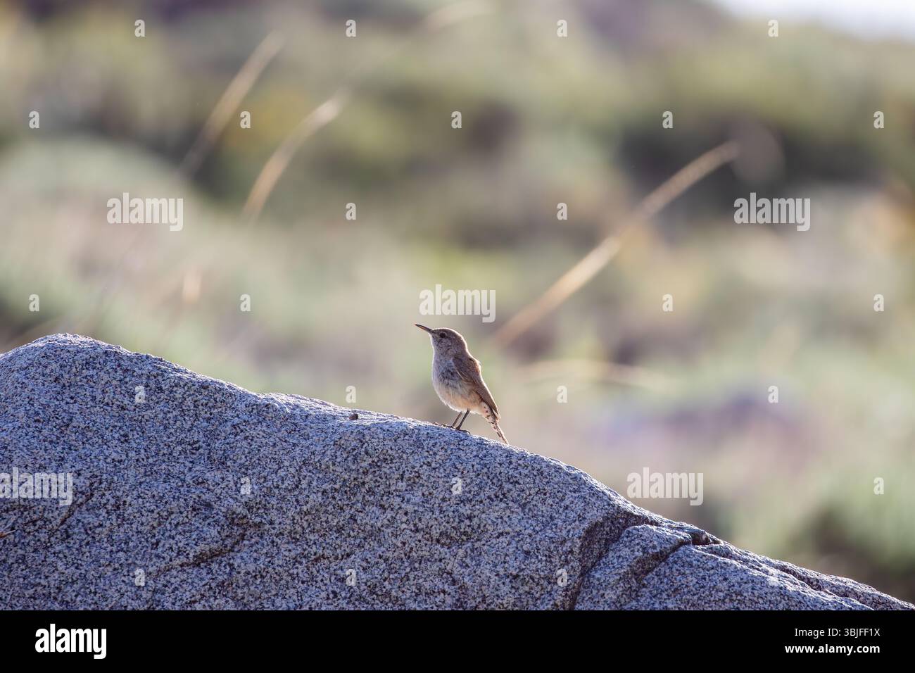 American Songbird Rock Wren. (Salpinctes obsoletus ) assis sur un rocher dans la forêt nationale d'Inyo, Californie, États-Unis Banque D'Images
