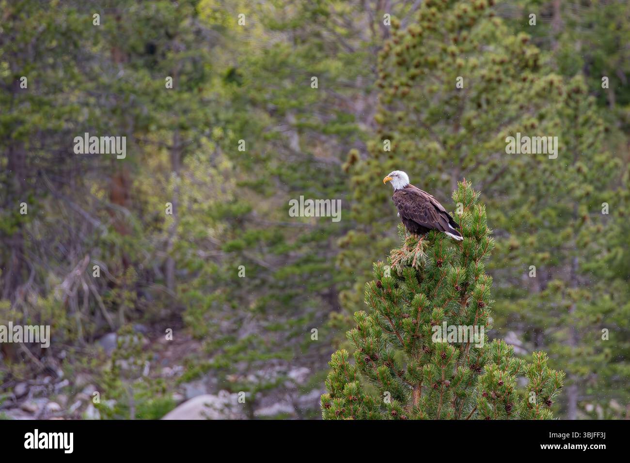 Aigle chauve Haliaeetus leucocephalus perché au sommet d'un pin dans la forêt nationale d'Inyo, Sierra California orientale ; États-Unis Banque D'Images