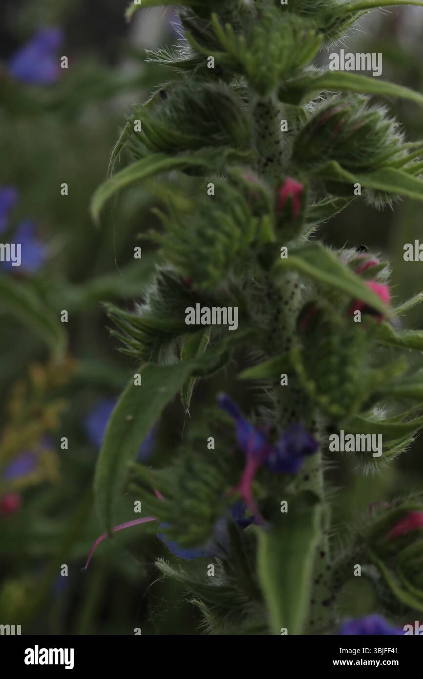 Tige texturée : bourgeons de fleurs sauvages émergents, Bugloss de Viper : tige poilue et fleurs en développement, structure végétale complexe, bourgeons et soies en vert Banque D'Images