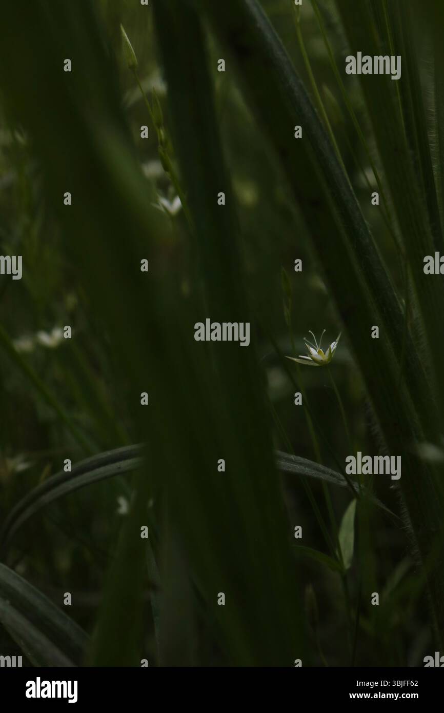 Minuscule fleur blanche dans les profondeurs vertes, jetant un œil à la fleur sauvage au milieu de l'herbe haute Banque D'Images