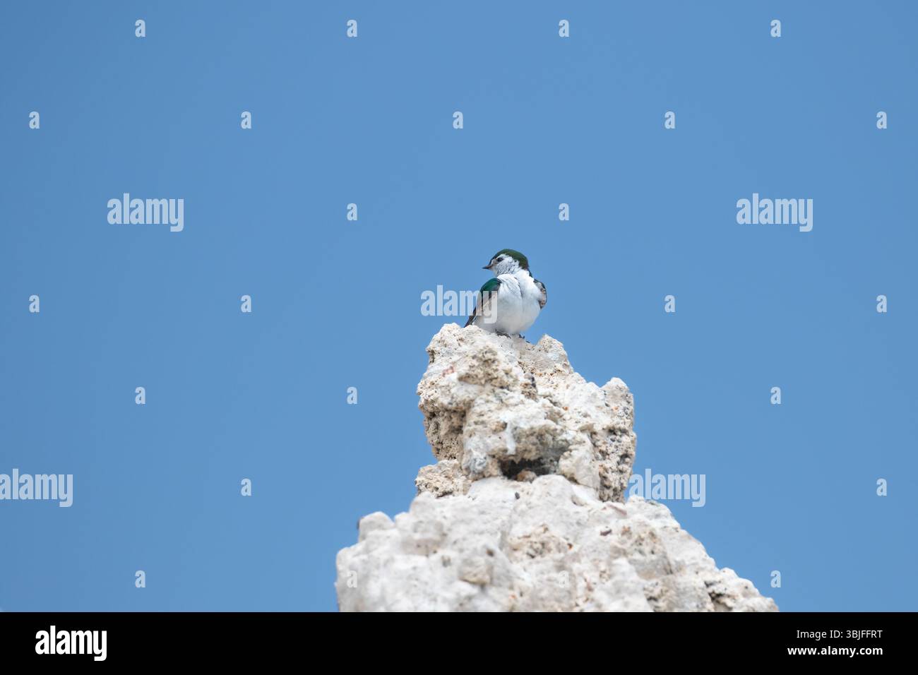 Hirondelle verte violette assise sur une tour de tuf sur le lac Mono dans l'est de la Sierra Californie ; États-Unis Banque D'Images