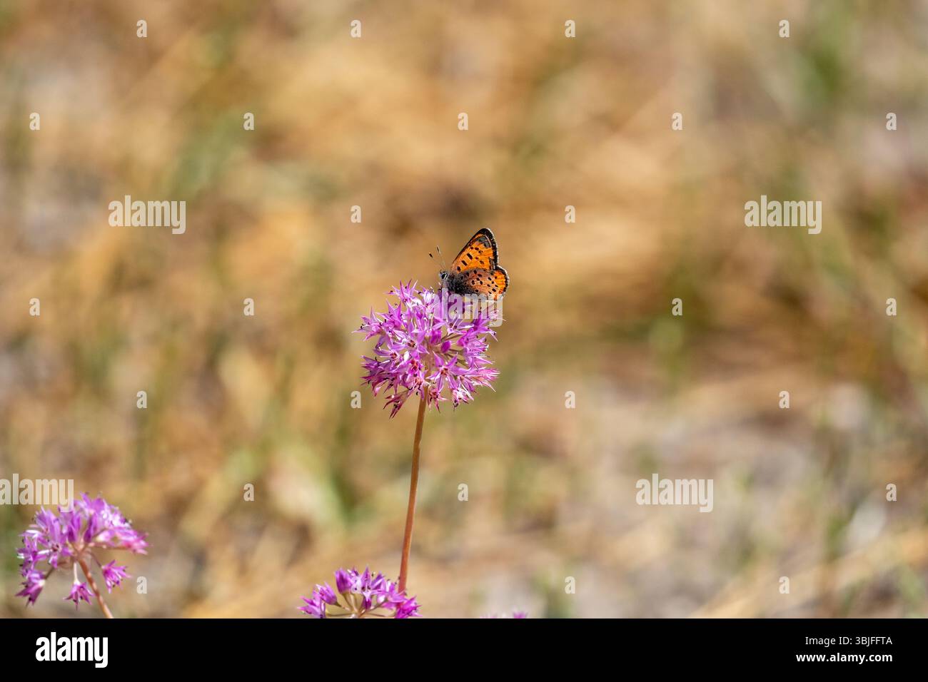 Cuivre lustré, Lycaena cupreus sur un Allium falcifolium fleur d'oignon sauvage dans la forêt nationale d'Inyo, Californie ; États-Unis Banque D'Images