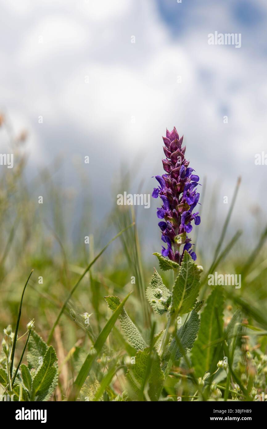 fleur violette de salvia nemorosa située dans un champ, entourée d'herbe verte, avec un fond flou d'un ciel avec des nuages, un jour nuageux d'été Banque D'Images