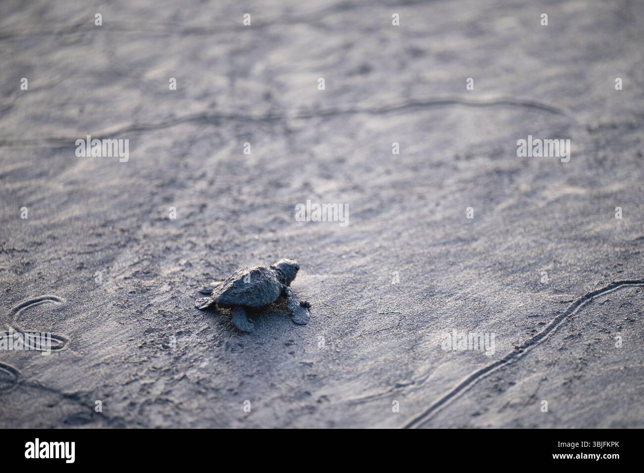 Bébé tortue de mer rampant sur le sable de la plage macro vue rapprochée Banque D'Images