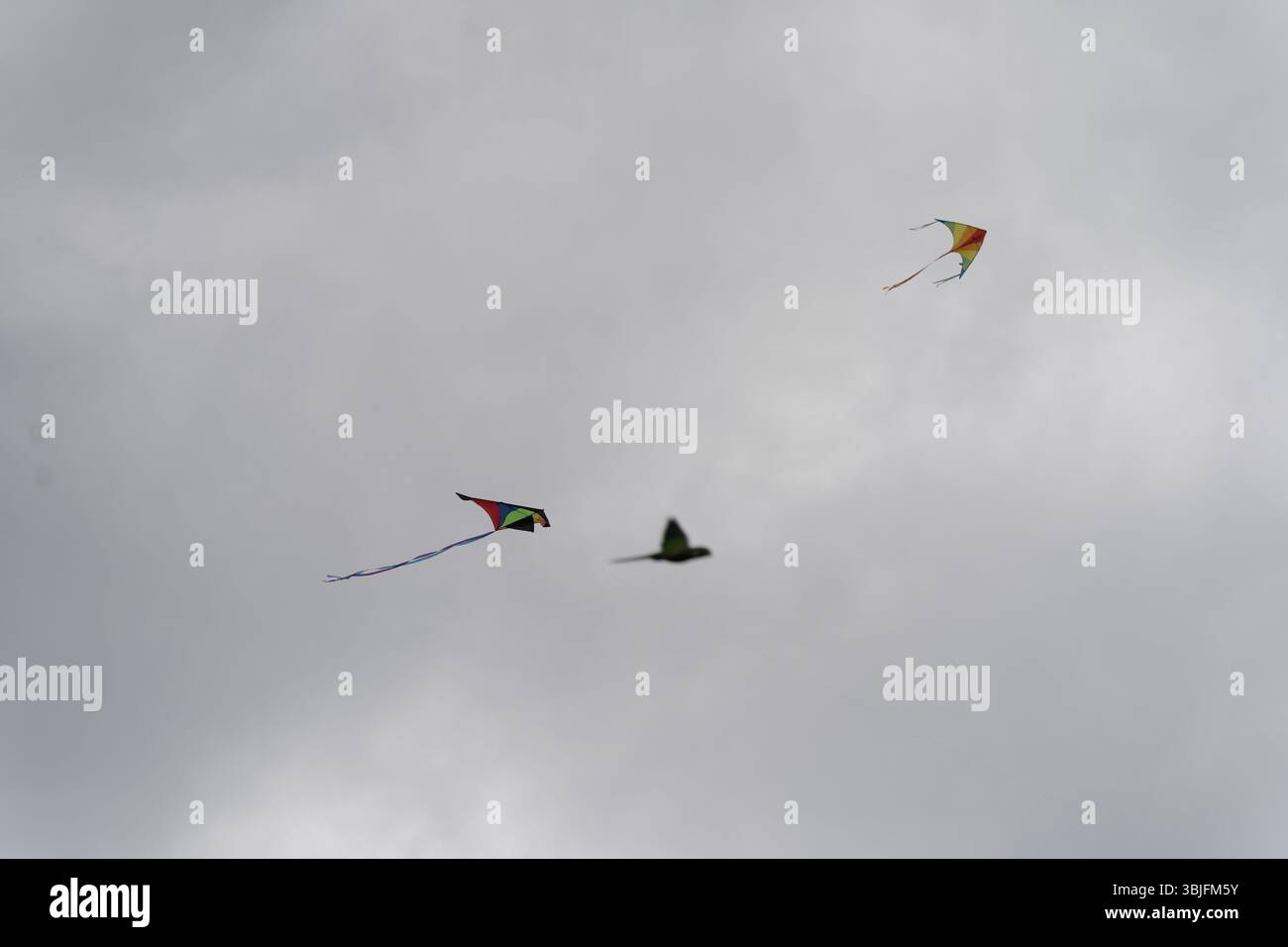 Londres, Royaume-Uni. 15 juin 2025. Les partisans de la Palestine font voler des cerfs-volants colorés sur la colline du Parlement à Londres, s'unissant dans un rassemblement de solidarité. Cet événement pacifique voit des individus et des familles lancer des cerfs-volants marqués de symboles palestiniens pour exprimer espoir, unité et soutien émotionnel aux enfants palestiniens touchés par le conflit. Le rassemblement évoque la tradition de longue date du kite-fly comme symbole de liberté et de résistance, offrant un moment de réflexion et d’expression communautaire dans l’espace vert public. Crédit : Joao Daniel Pereira/Alamy Live News Banque D'Images