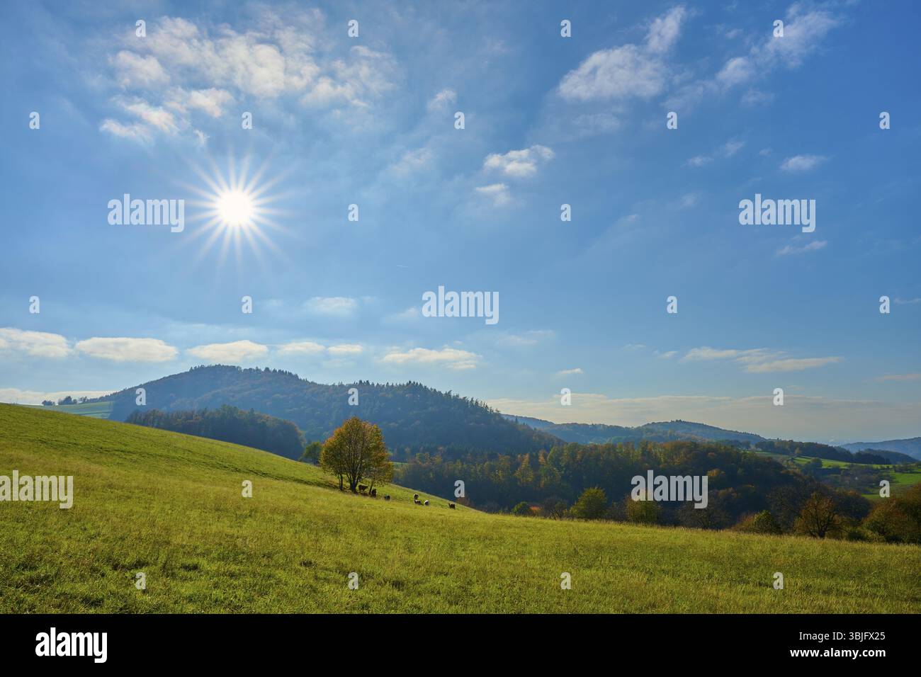 Paysage ensoleillé avec des collines et des arbres sous un ciel bleu clair, Voeckelsbach, Moerlenbach, Bergstrasse district, Odenwald, Hesse, Allemagne, Europe Banque D'Images