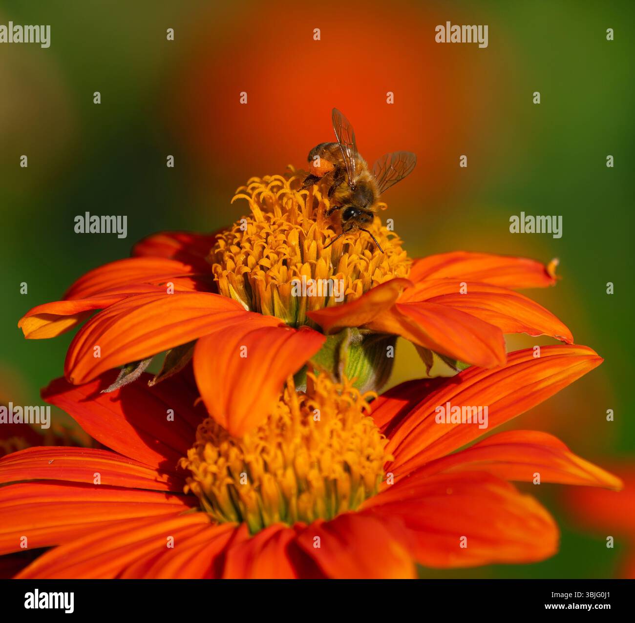 Une abeille femelle avec un grand panier de pollen pollinisant au sommet de tournesols mexicains orangés vifs dans un jardin. Vue rapprochée. Banque D'Images