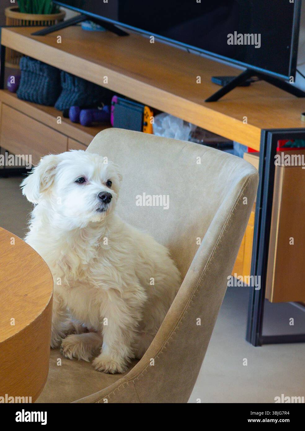 Gros plan de chien blanc assis sur la chaise à la table dans le salon lumineux. Symbolisant le confort de la maison, l'affection et l'amitié entre les gens et les animaux de compagnie Banque D'Images