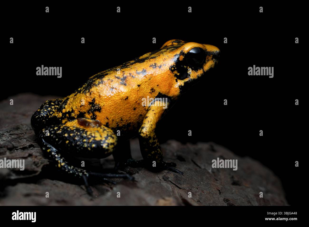Gros plan d'une grenouille poison dorée (Phyllobates terribilis) assise sur un rocher Banque D'Images