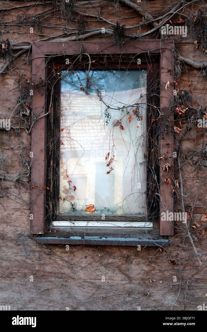 Une seule fenêtre avec du verre fissuré est posée dans un mur de bois altéré, entouré de vignes grimpantes séchées et de quelques feuilles restantes, évoquant l'abandon Banque D'Images