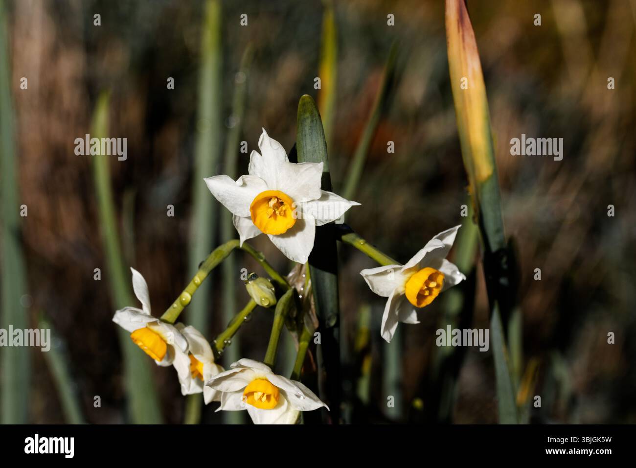 Narcissus tazetta ou paperwhite, narcisse à fleurs en bouquet, jonquille à fleurs en bouquet, lys sacrés chinois, narcisse crème, et joss fleur. Banque D'Images
