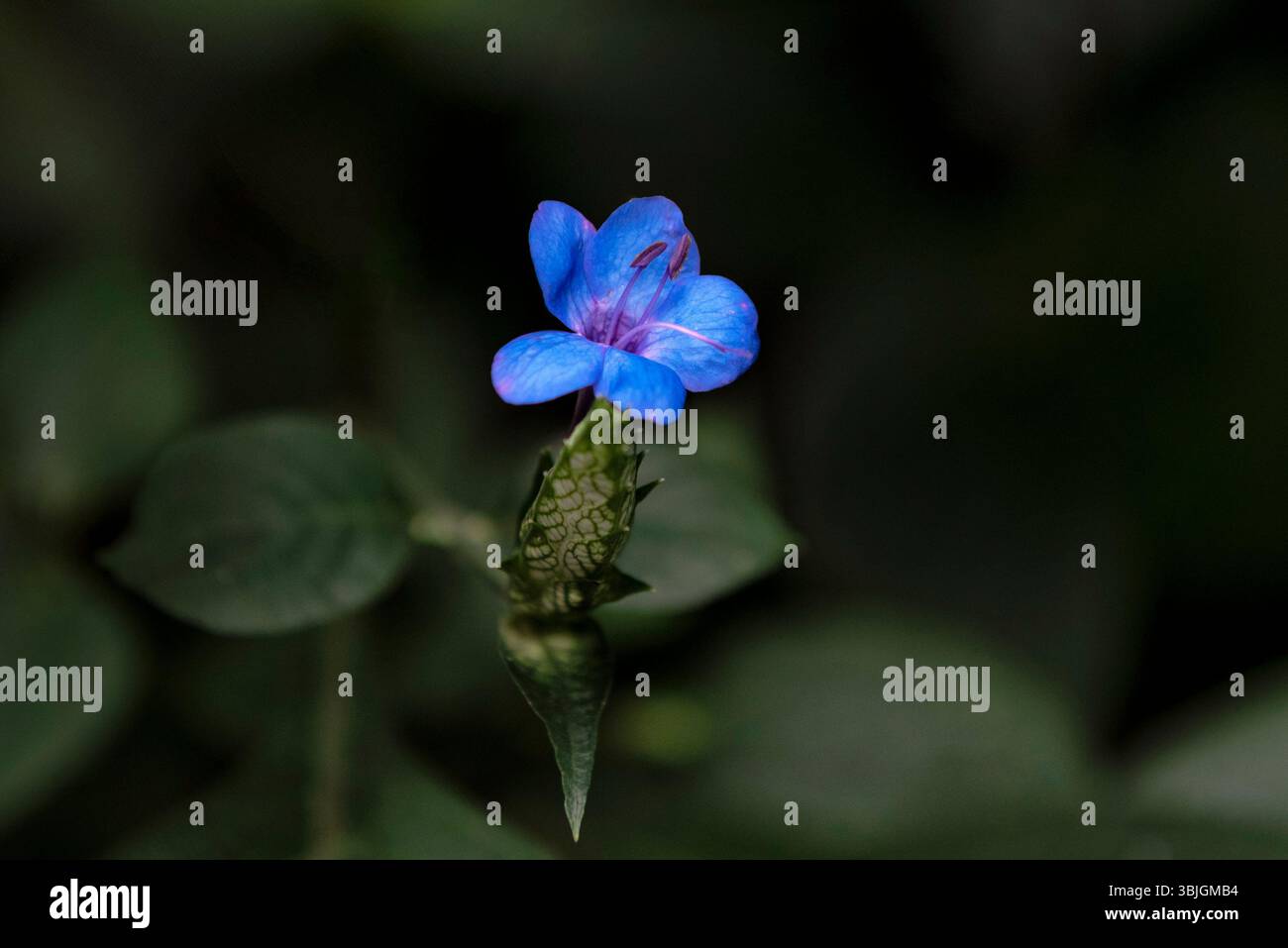 Eranthemum pulchellum, eranthemum bleu ou sauge bleue Banque D'Images