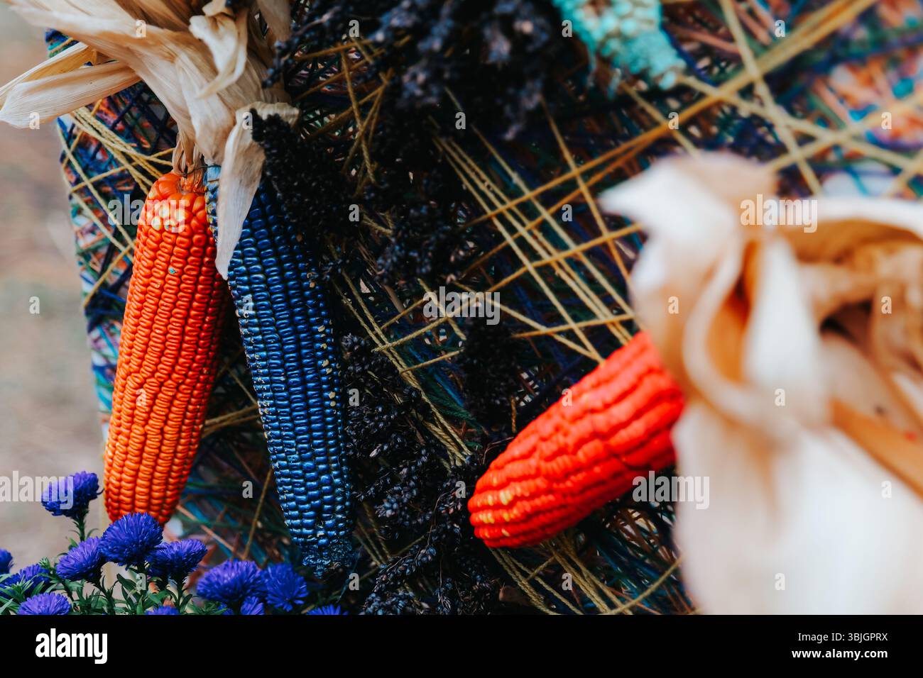 Épis de maïs peints en différentes couleurs.décoration ornementale de maïs indien. Maïs décoratif pour Halloween et Thanksgiving. Banque D'Images