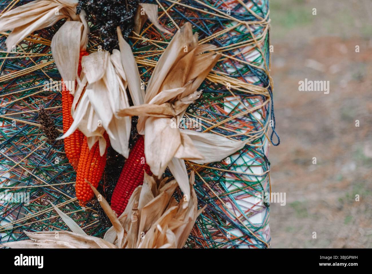 Épis de maïs peints en différentes couleurs.décoration ornementale de maïs indien. Maïs décoratif pour Halloween et Thanksgiving Banque D'Images