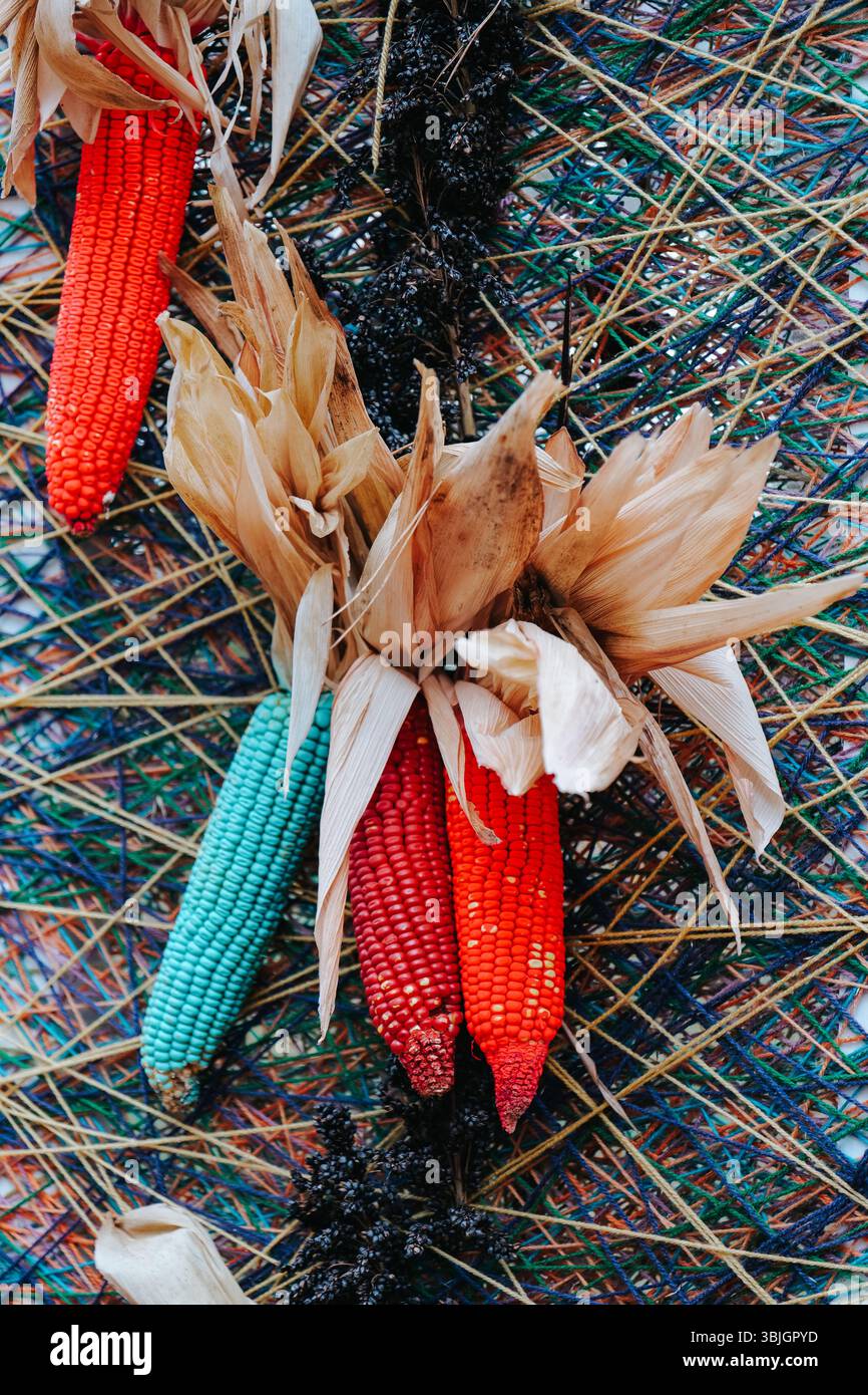Maïs coloré.épis de maïs peints en différentes couleurs.décoration ornementale de maïs indien. Banque D'Images