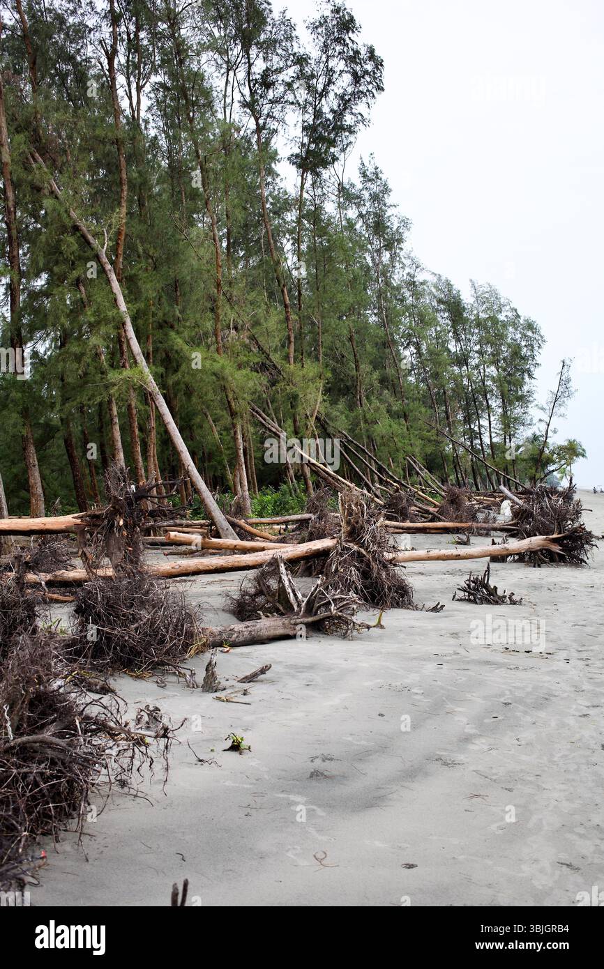 Les arbres Casuarina déracinés le long de la plage de Kuakata, au Bangladesh, exposent la fragilité côtière sous l’effet du changement climatique et de l’intensification de l’érosion cyclonique. Banque D'Images