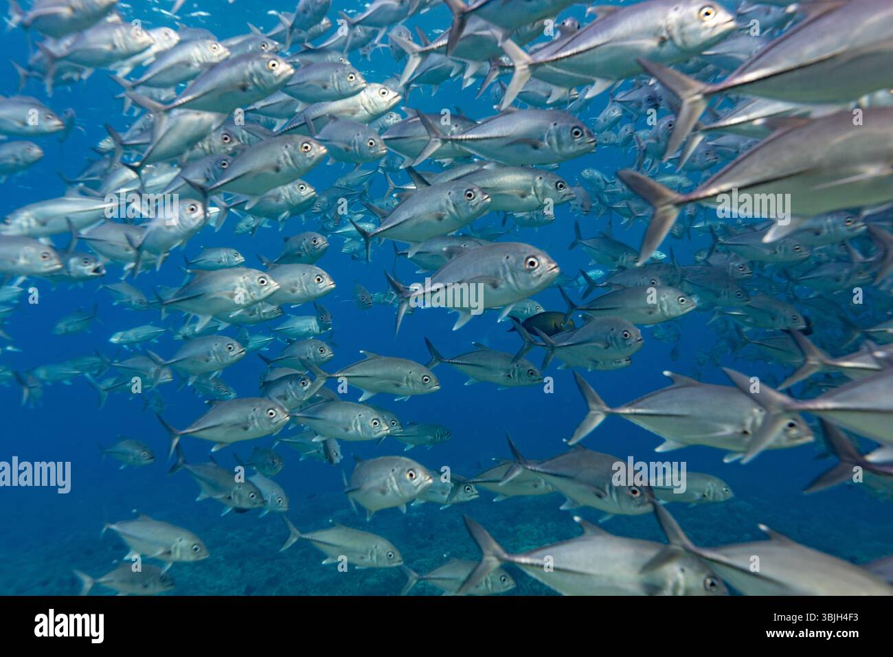 Une école de poissons argentés nagent ensemble dans l'océan, probablement pour se protéger ou pour trouver de la nourriture. Banque D'Images