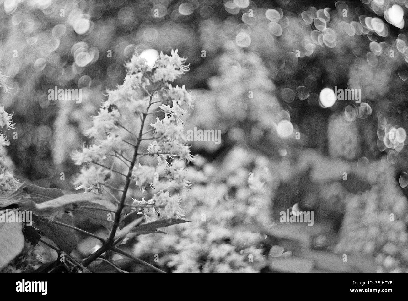 Photo en noir et blanc de la fleur de châtaignier avec bokeh Banque D'Images