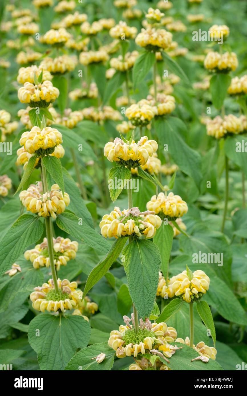 Phlomis russeliana, Phlomis samia Boiss, sauge turque, tourbillons à capuche, fleurs jaune pâle au milieu de l'été Banque D'Images