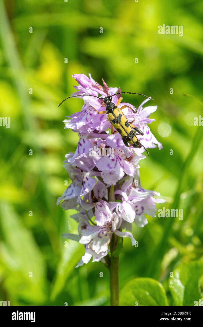 Coléoptère noir et jaune (Rutpela maculata) sur une épi de fleurs d'orchidée tachetée commune (Dactylorhiza fuchsii) Banque D'Images