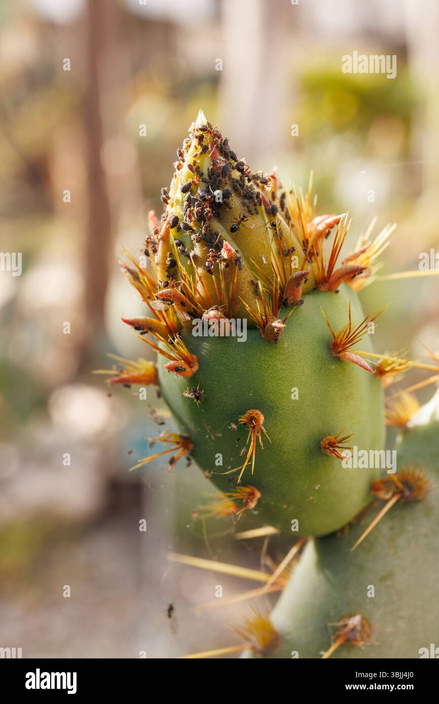 Vue macro de fourmis et de pucerons sur un cactus dans le jardin botanique de Catane, Sicile. Banque D'Images