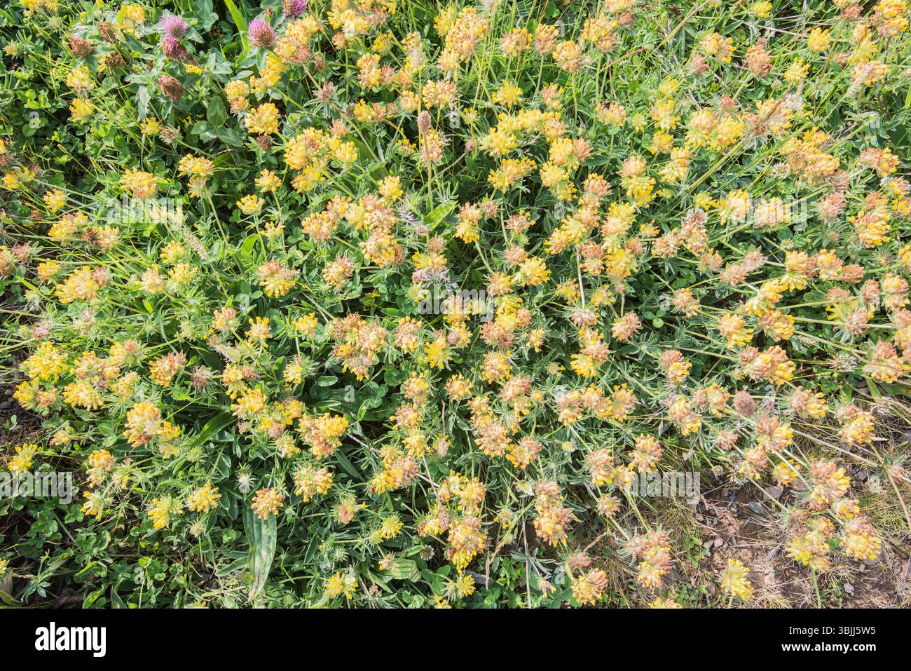 Anthyllis Vulari la kidneyvetch commune, la vesce de rein ou l'armoise est une plante médicinale. Ici, il pousse sur la verge près du parcours de golf de Montrose. Banque D'Images