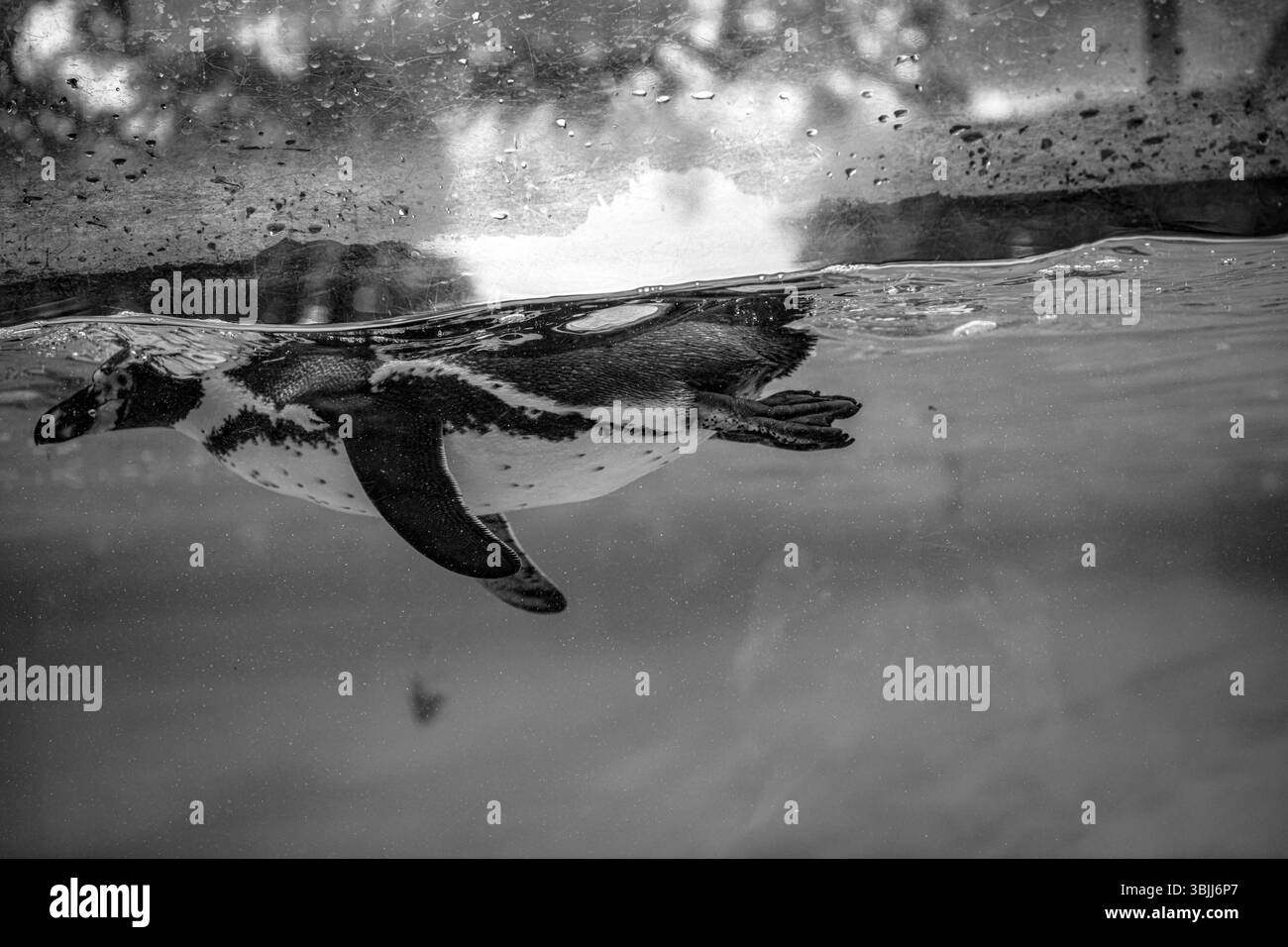 Pingouin Humboldt nageant dans l'aquarium Banque D'Images