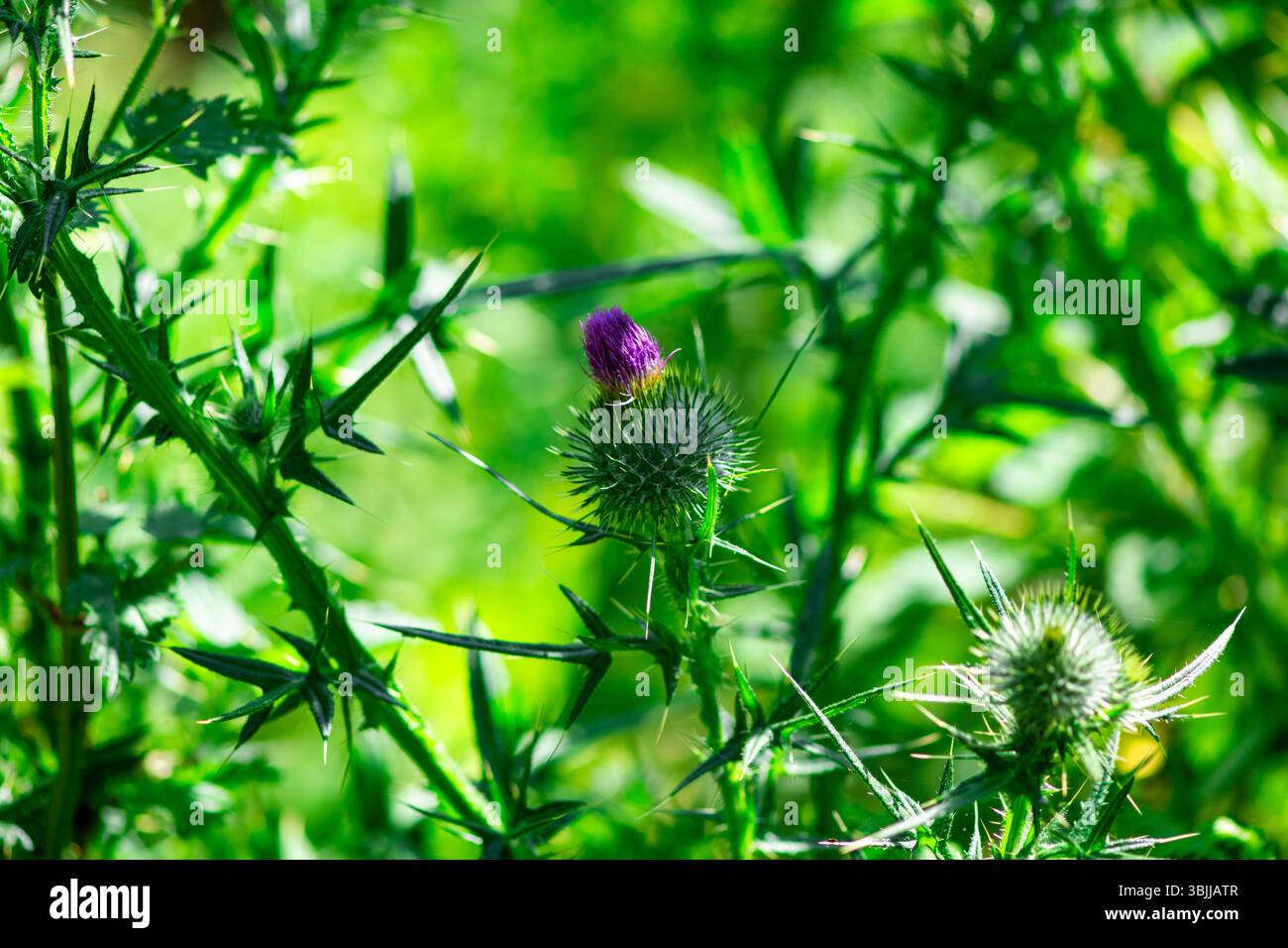 Chardon fleurissant dans la nature sauvage écossaise Banque D'Images