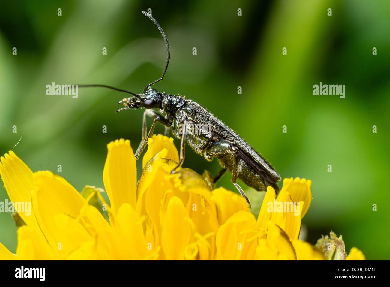 Coléoptère longhorne perché sur une fleur jaune éclatante mettant en valeur son corps allongé noir et ses impressionnantes antennes au milieu d'une verdure naturelle. Banque D'Images