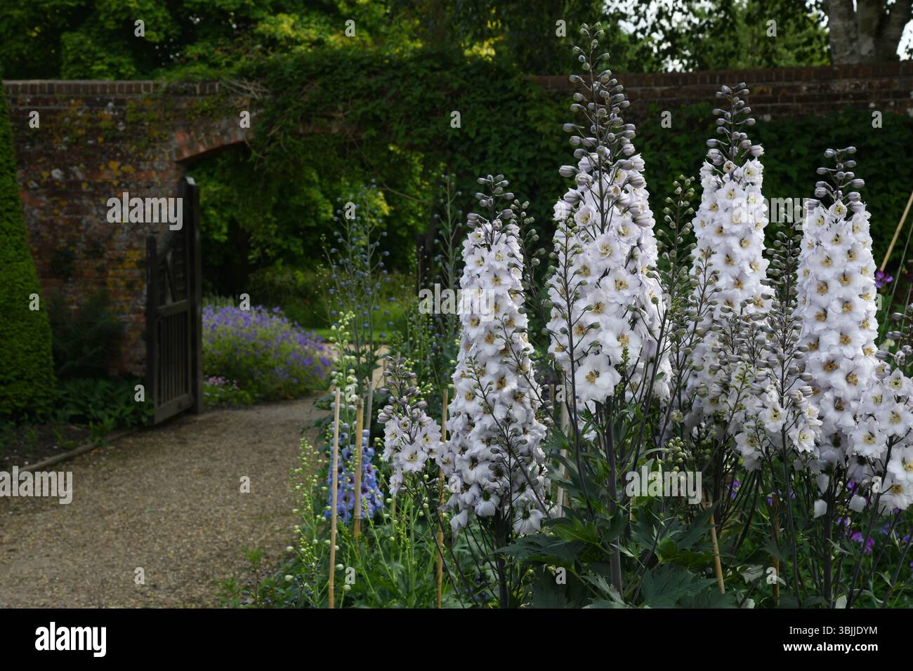 Delphinium Banque D'Images