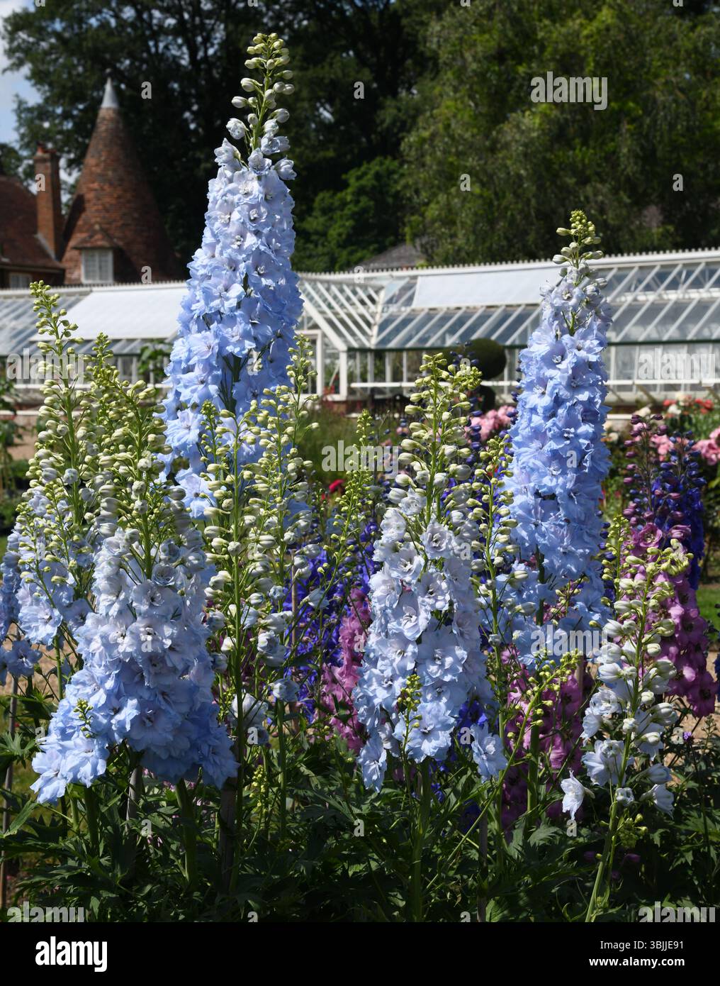 Delphinium Banque D'Images