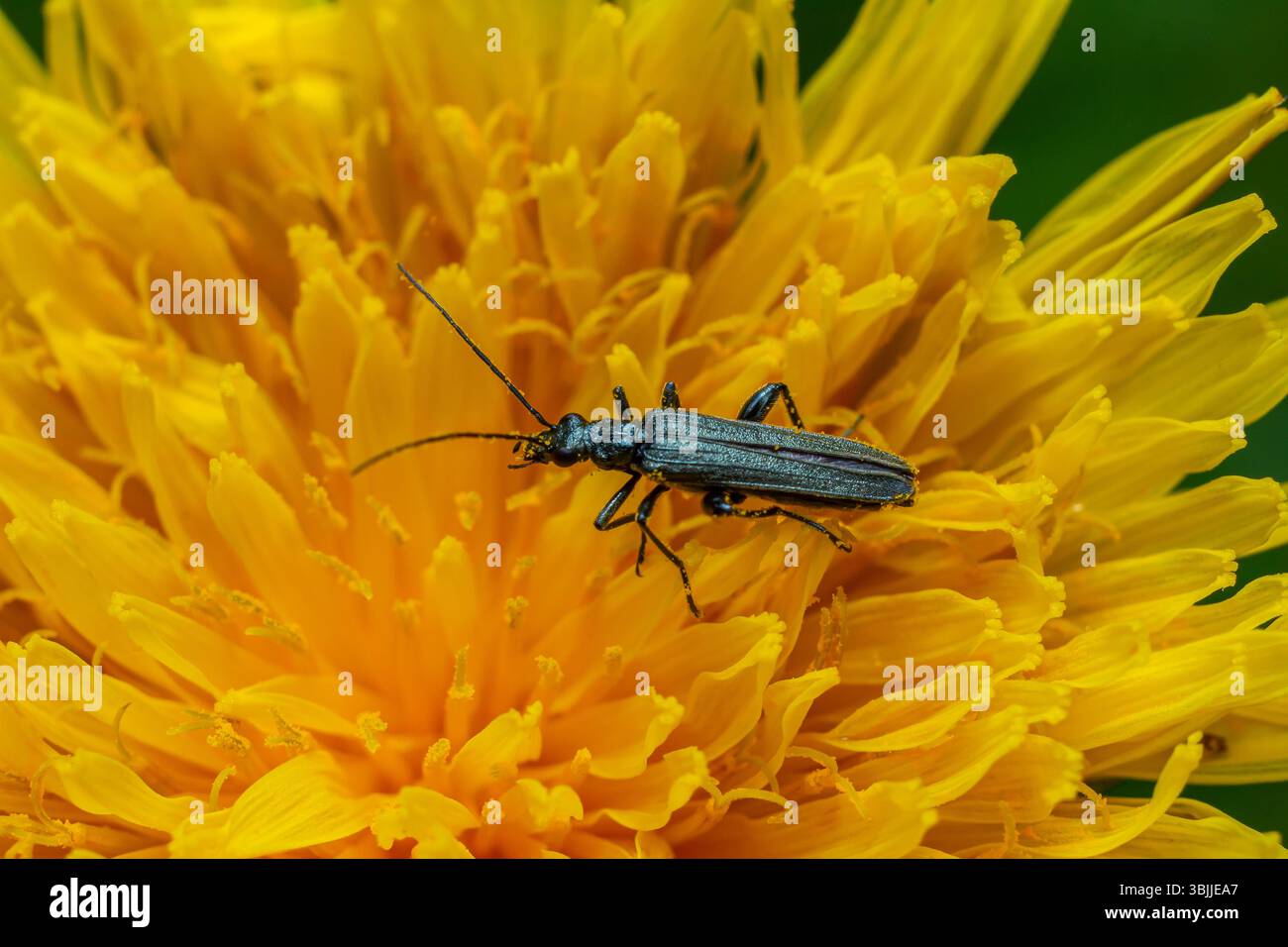Le corps allongé noir d'un coléoptère longhorn avec de longues antennes est perché sur des pétales de fleurs jaunes vibrantes mettant en valeur un moment de nature dans un jardin. Banque D'Images
