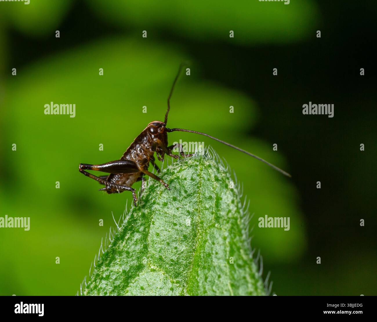Une nymphe Dark Bush-cricket explore une feuille texturée dans un environnement vert vibrant rempli de lumière du soleil mettant en valeur ses caractéristiques uniques et ses antennes. Banque D'Images