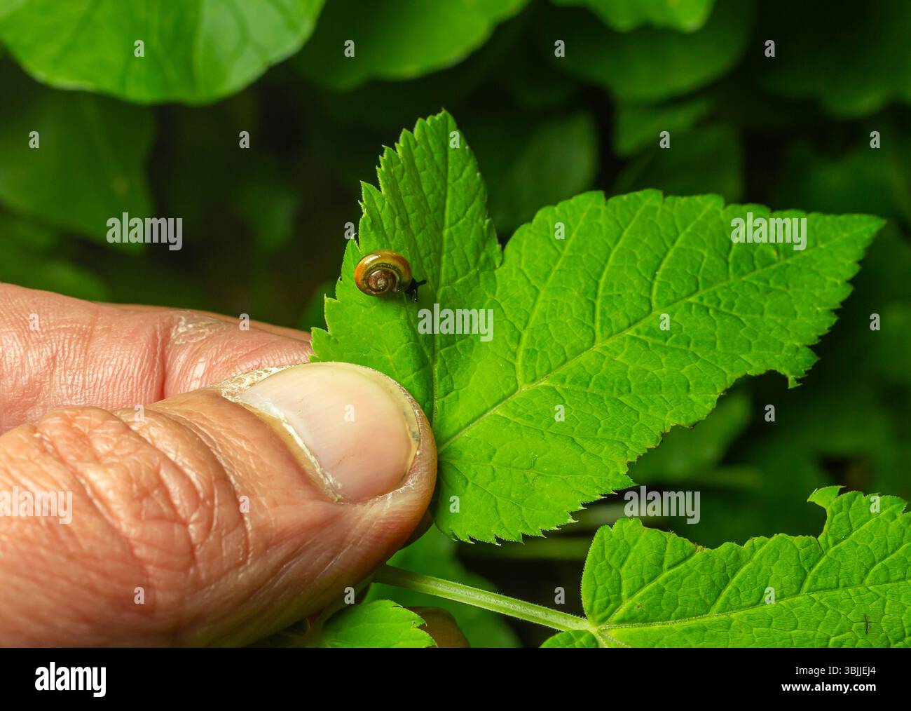Petit escargot en coquille spirale brun translucide reposant sur une feuille verte tenue par des doigts humains dans un jardin naturel. Banque D'Images