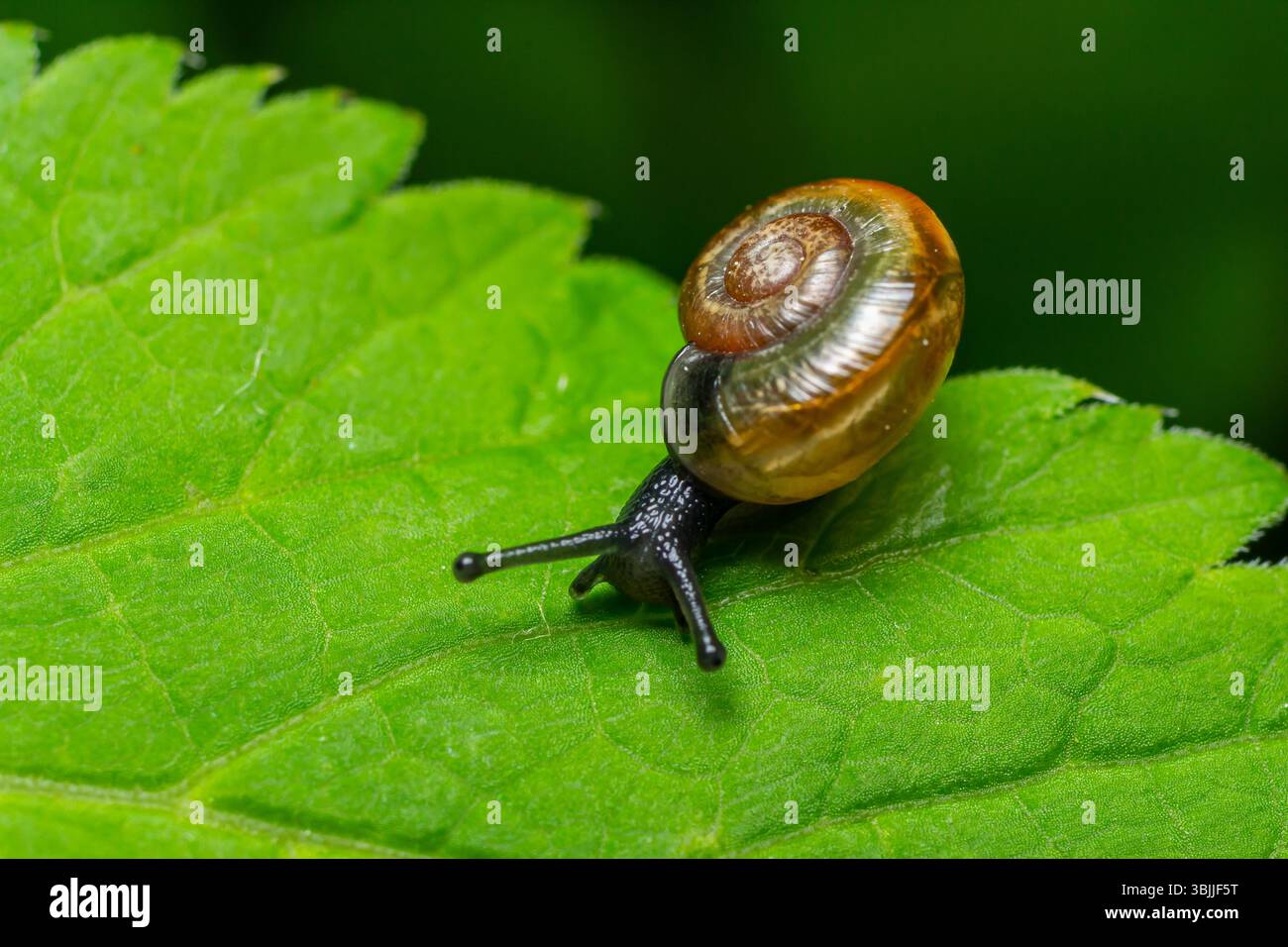 Petit escargot brun translucide à coquille spiralée explorant une feuille verte dans un habitat naturel à la lumière du jour. Banque D'Images