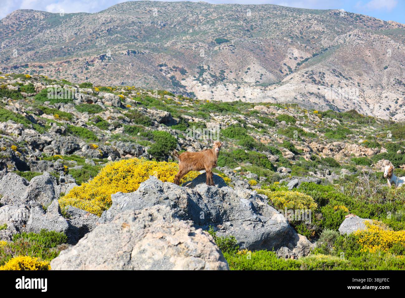 Une jeune chèvre curieuse se dresse au sommet d'un grand rocher le long d'un sentier de randonnée à l'est d'Elafonissi, en Crète, entourée d'arbustes verts et de vues sur la montagne. Banque D'Images