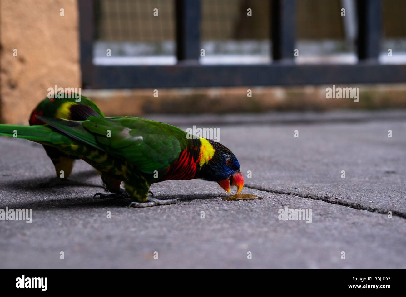 Lorikeet arc-en-ciel se nourrissant du sol sur le trottoir urbain Banque D'Images