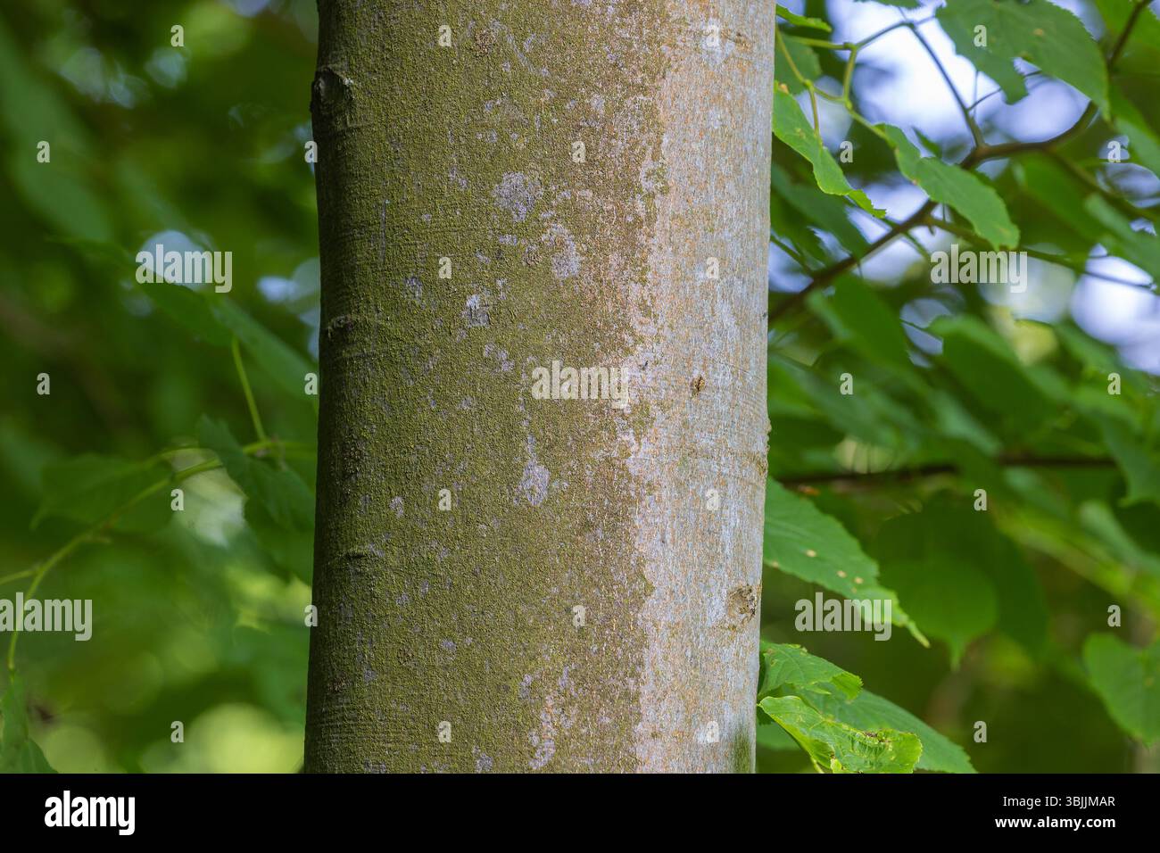 Détail de tronc de hêtre dans un bois luxuriant Banque D'Images