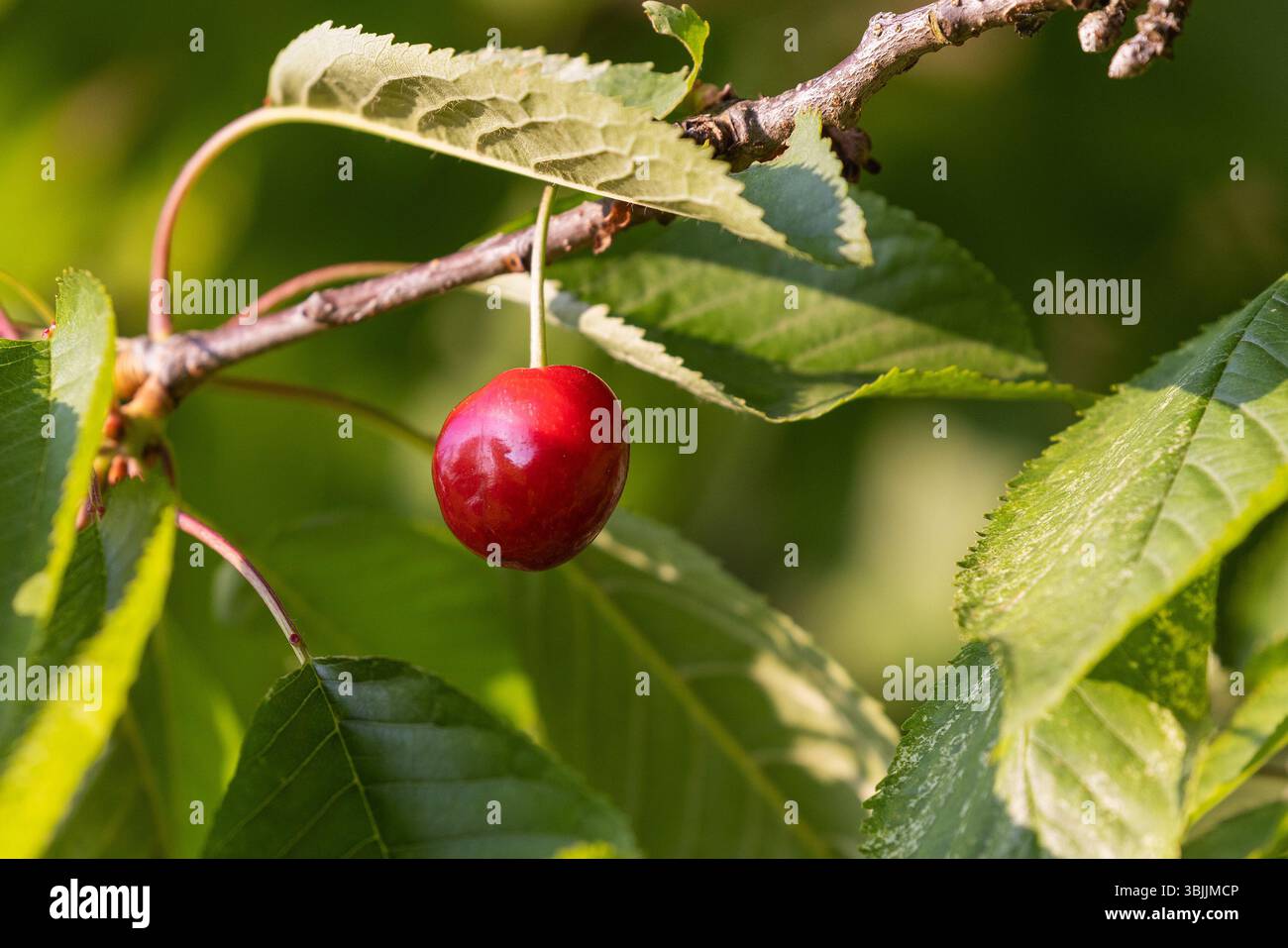 Fruit de cerise mûr sur une branche de cerisier Banque D'Images