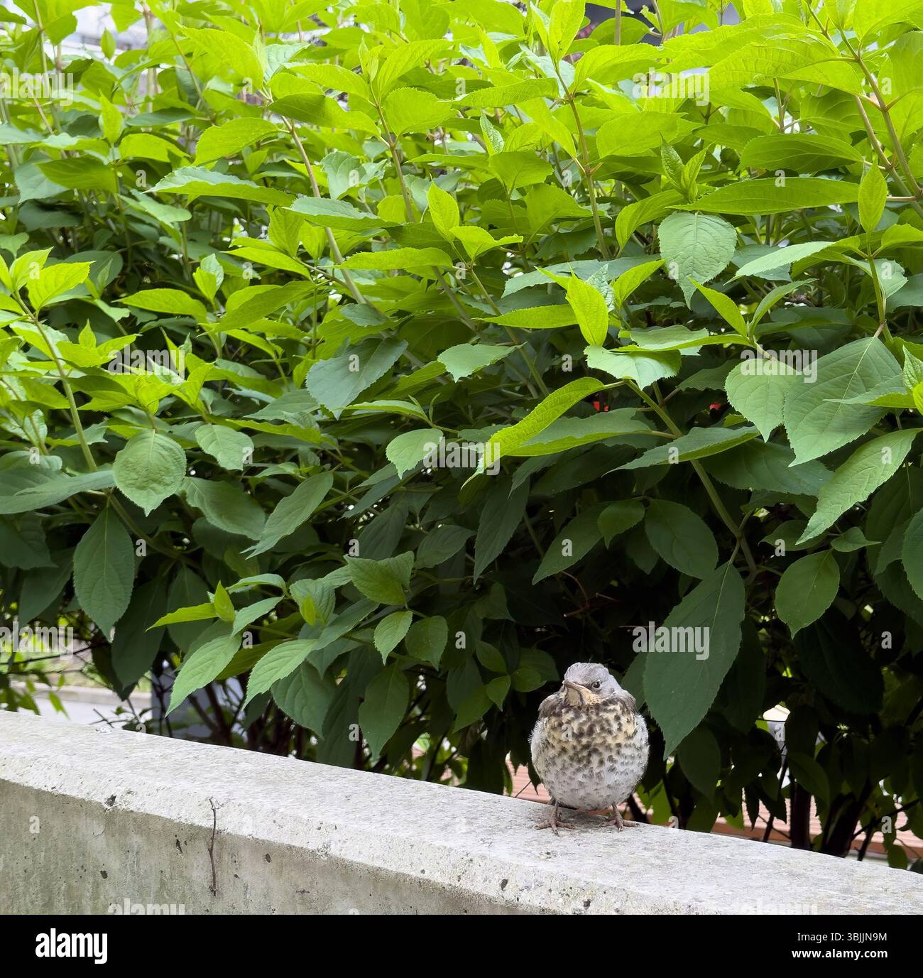Petit oiseau de Fieldfare, Turdus pilaris, en ville, thème d'observation des oiseaux - Image de stock capturée avec un smartphone