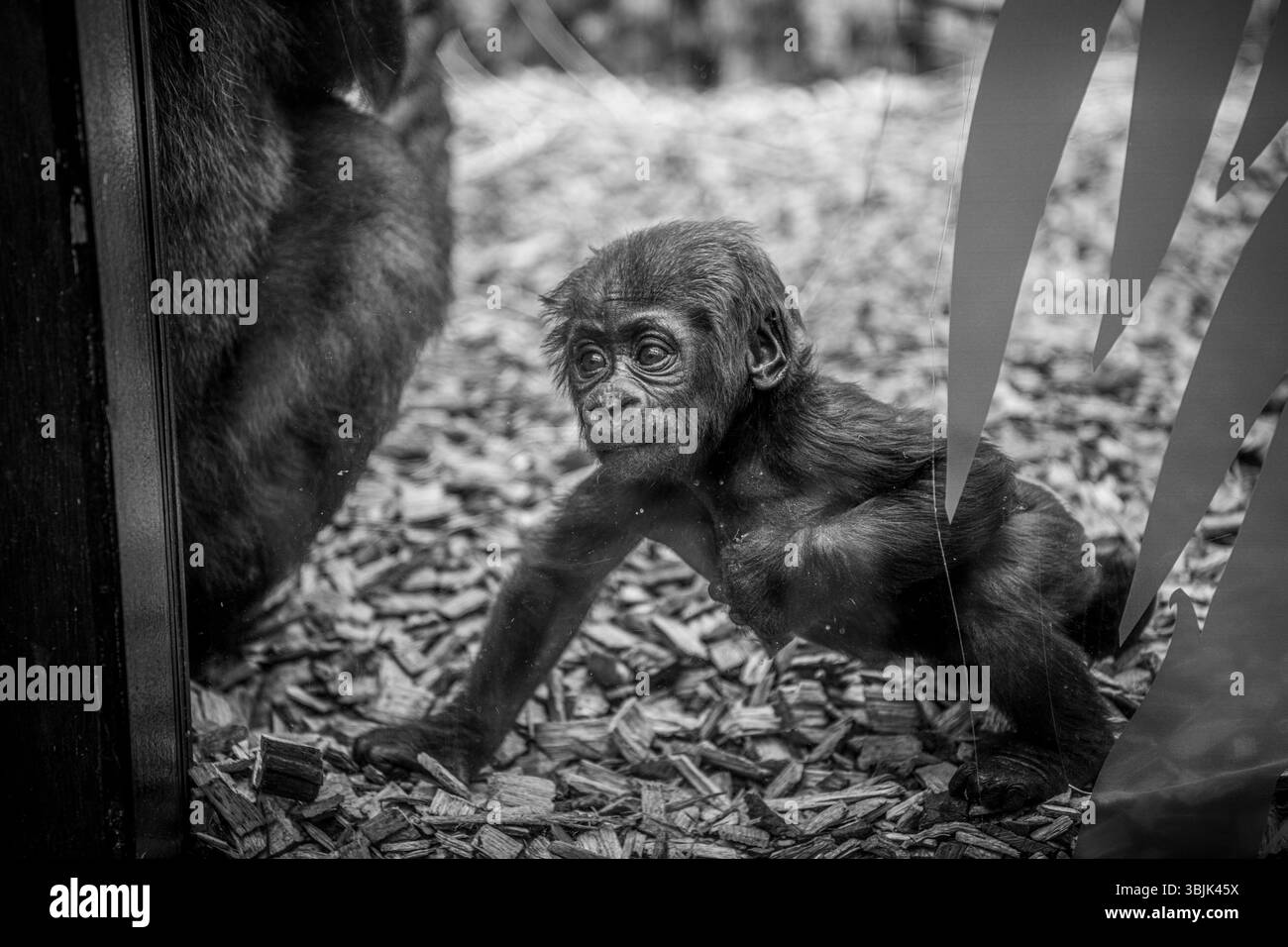 Portrait détaillé d'un bébé gorille de plaine occidentale Banque D'Images