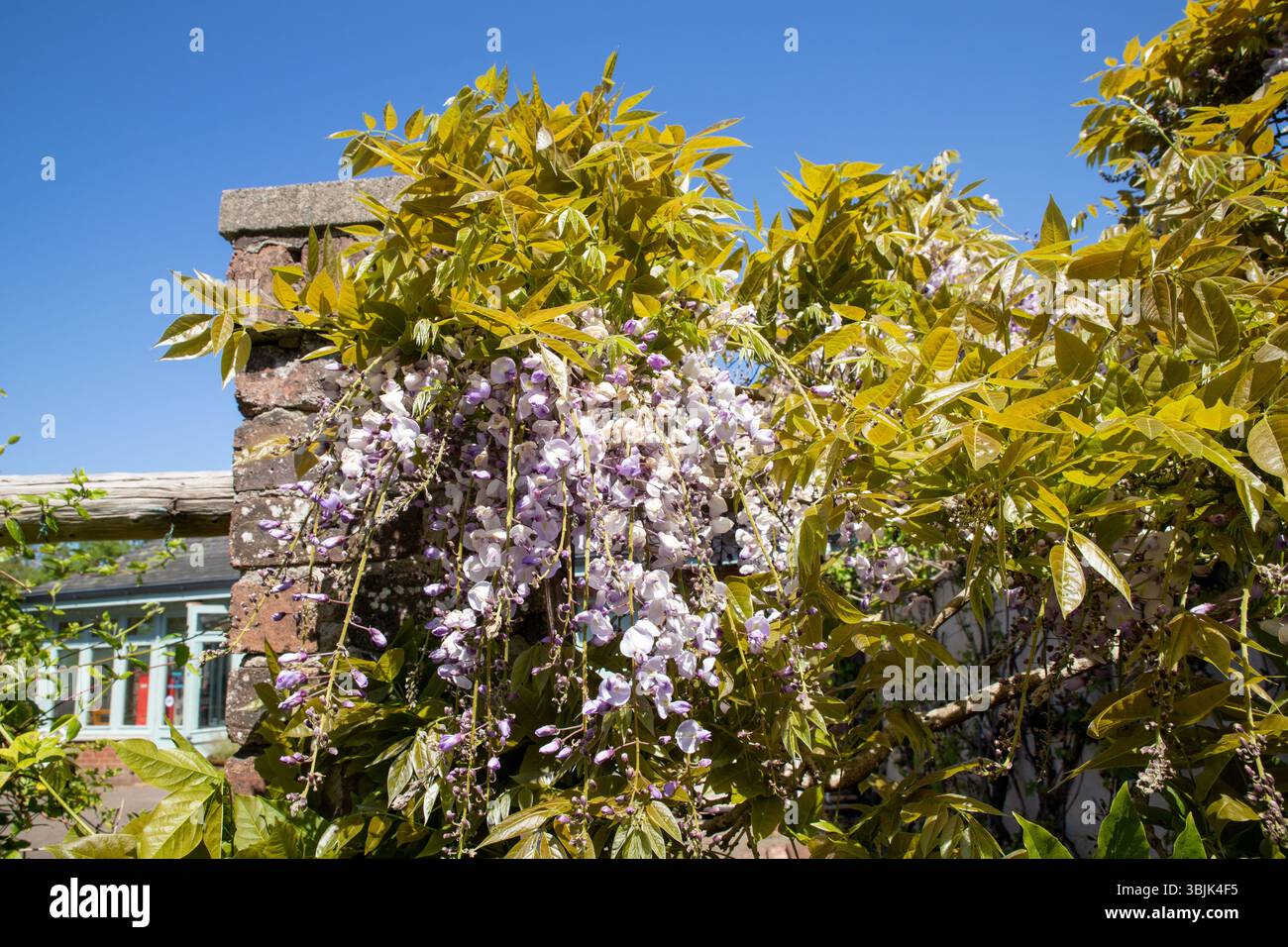 Wisteria dans le jardin à Finlaystone Country Park Estate. Écosse. ROYAUME-UNI. Banque D'Images
