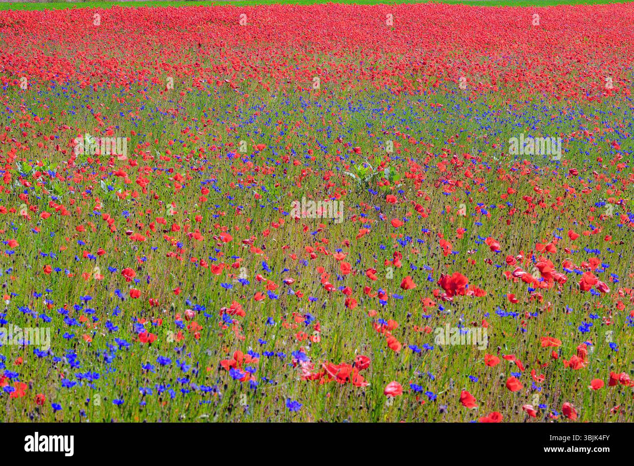 Champ de coquelicots (Papaver sp.) Et les bleuets (Centaurea cyanus) de Tiszaalpár, Hongrie. Banque D'Images