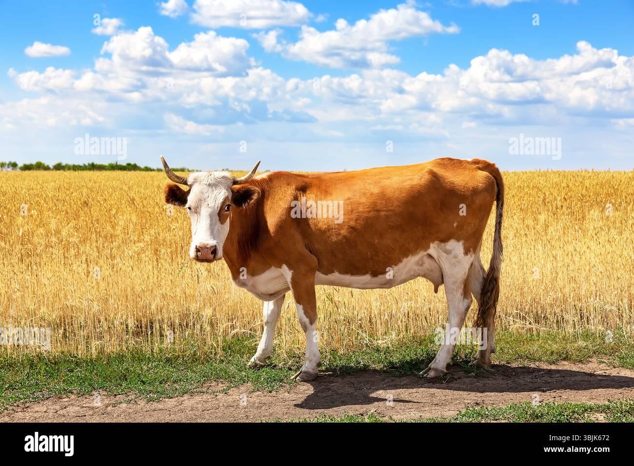Vache blanche et brune dans un champ de blé doré contre ciel bleu. Vache dans le champ de blé le jour ensoleillé d'été. Banque D'Images