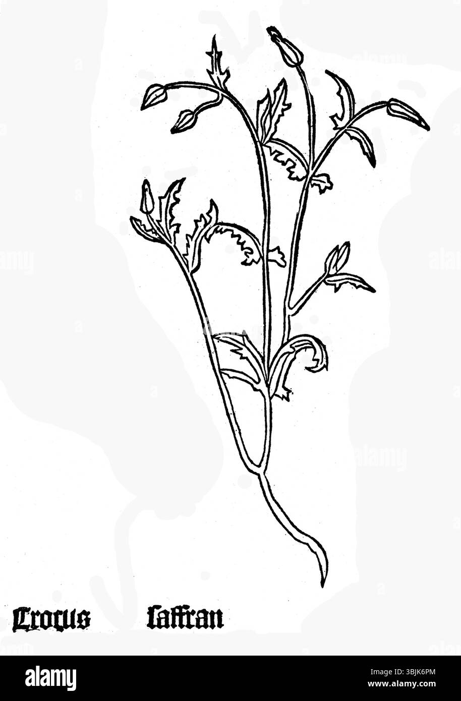 Un dessin botanique détaillé de l'œuvre de 1485 'Gart' montrant le pseudo-crocus, un précurseur du crocus safran moderne. Banque D'Images
