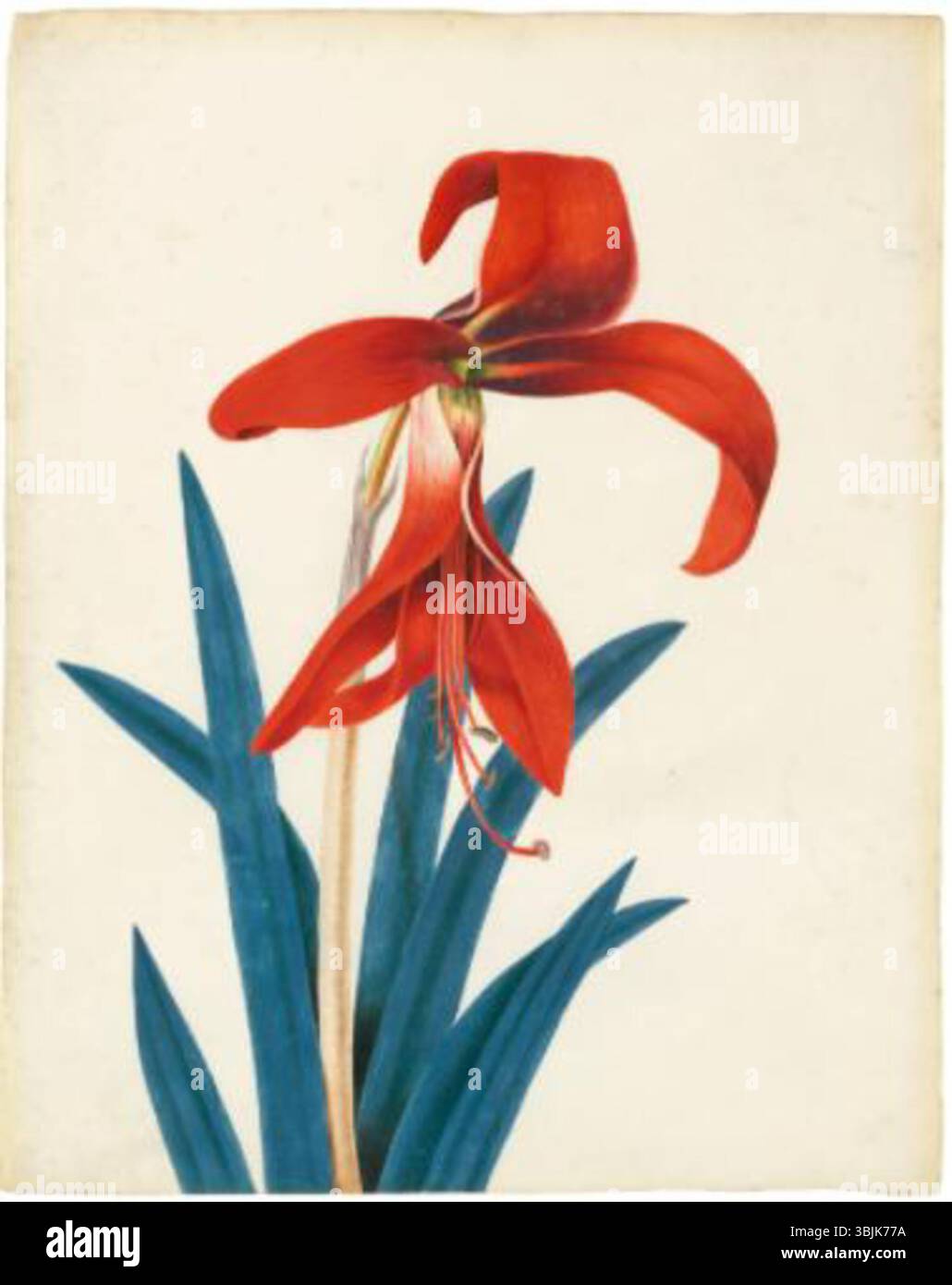 L’illustration de Peter Brown de Sprekelia formosissima, créée à l’aide d’un crayon, d’une aquarelle et d’une couleur corporelle sur vélin, démontre son souci du détail en représentant cette fleur frappante. Banque D'Images L’illustration de Peter Brown de Sprekelia formosissima, créée à l’aide d’un crayon, d’une aquarelle et d’une couleur corporelle sur vélin, démontre son souci du détail en représentant cette fleur frappante. Banque D'Images
