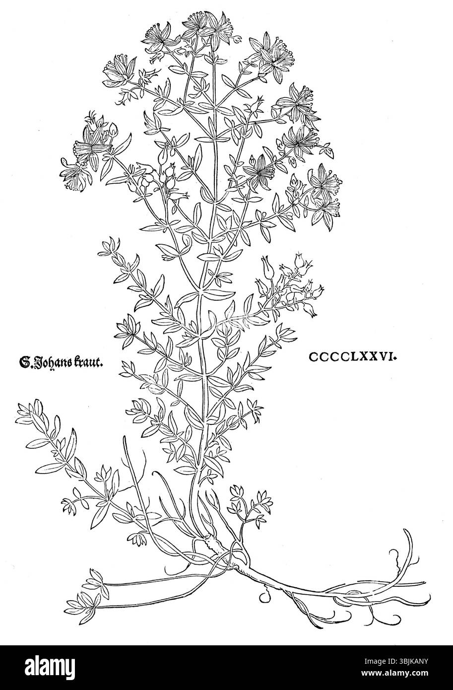La représentation de 1543 intitulée *S. Johanskraut* de Leonhart Fuchs illustre Hypericum perforatum, ou encore John's Wort. Le travail fait partie des études botaniques approfondies de Fuchs, connu pour sa précision et son détail artistique dans la capture des plantes médicinales. Banque D'Images