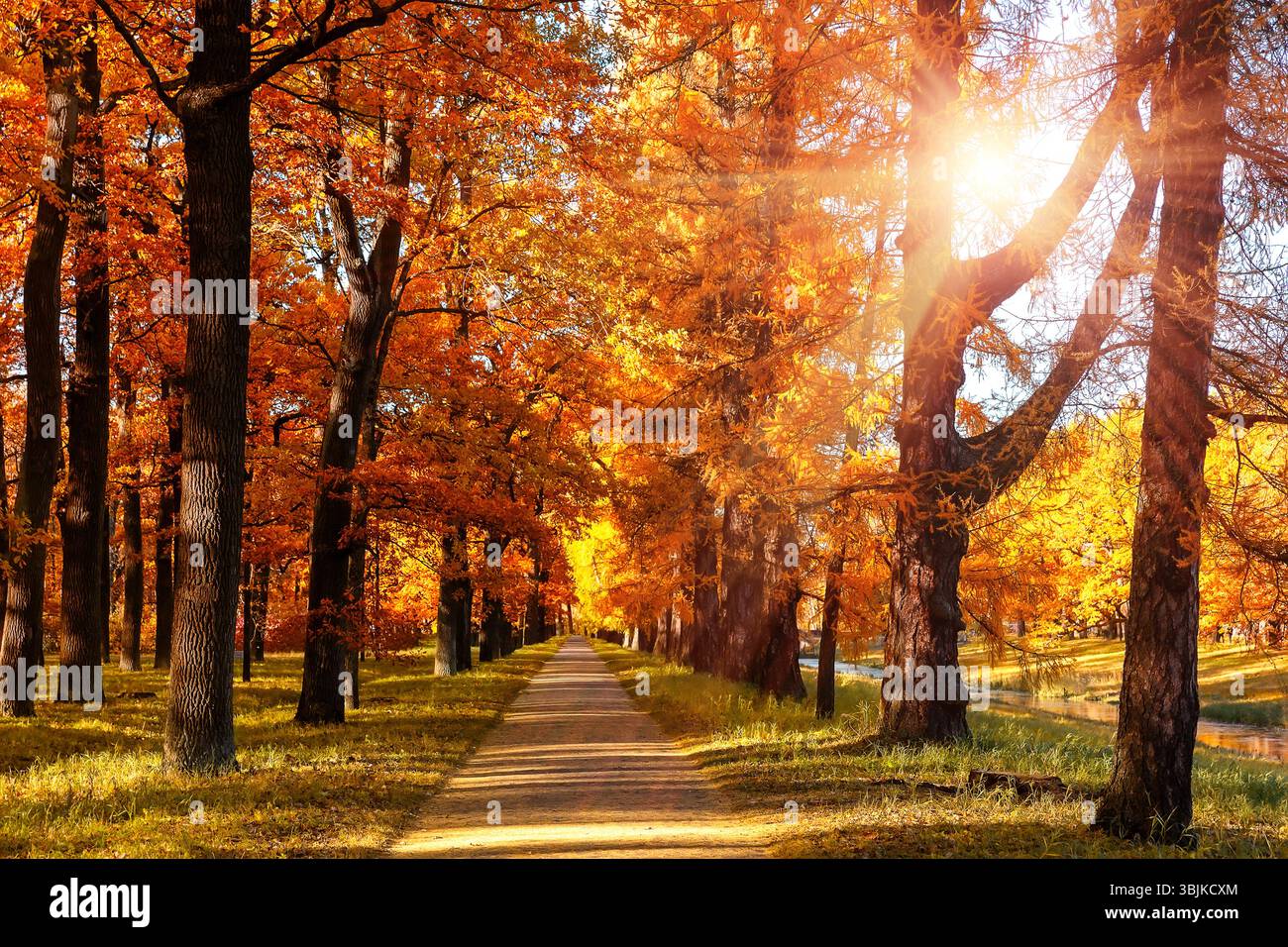 Arbres de couleur orange, herbe verte et feuilles brun rouge dans le parc de la ville d'automne. Arbres d'automne avec des feuilles dorées et la lumière du soleil. Banque D'Images