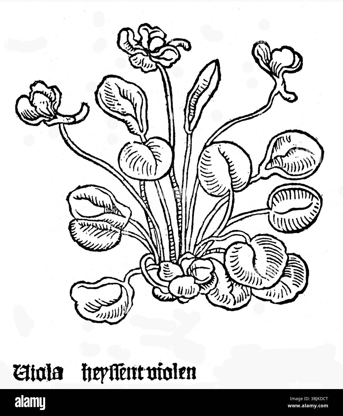 Illustration botanique de 1485, montrant Viola odorata (violette douce), capturant les pétales, les feuilles et les détails caractéristiques de la fleur dans le style d'illustration à base de plantes. Banque D'Images